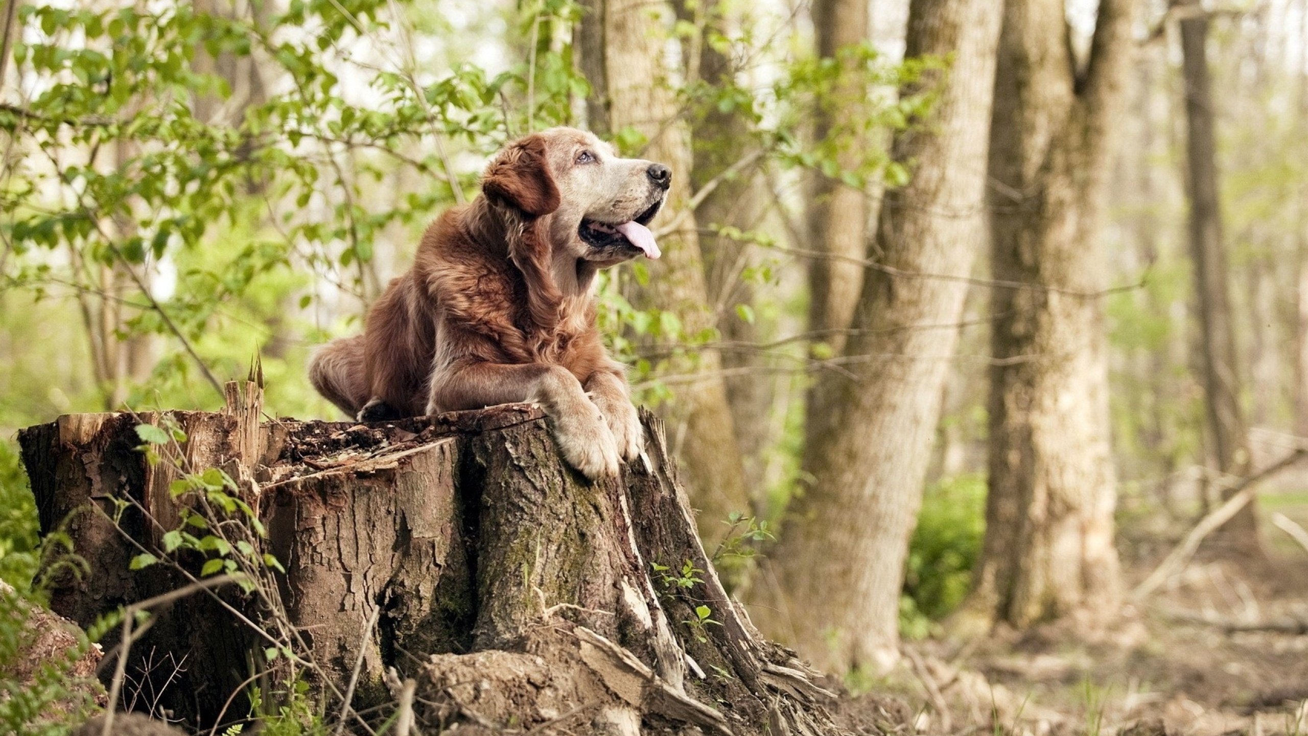 博卡中卫表现坚韧,展现硬朗风格,博卡啥意思