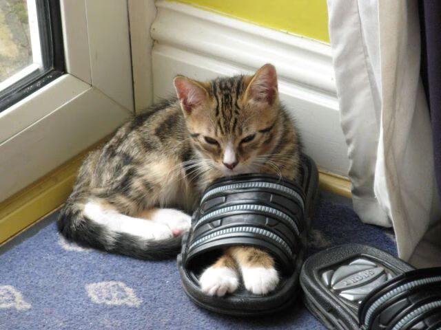 奥运备战关注青年选手心理承受能力，运动员心理承受能力