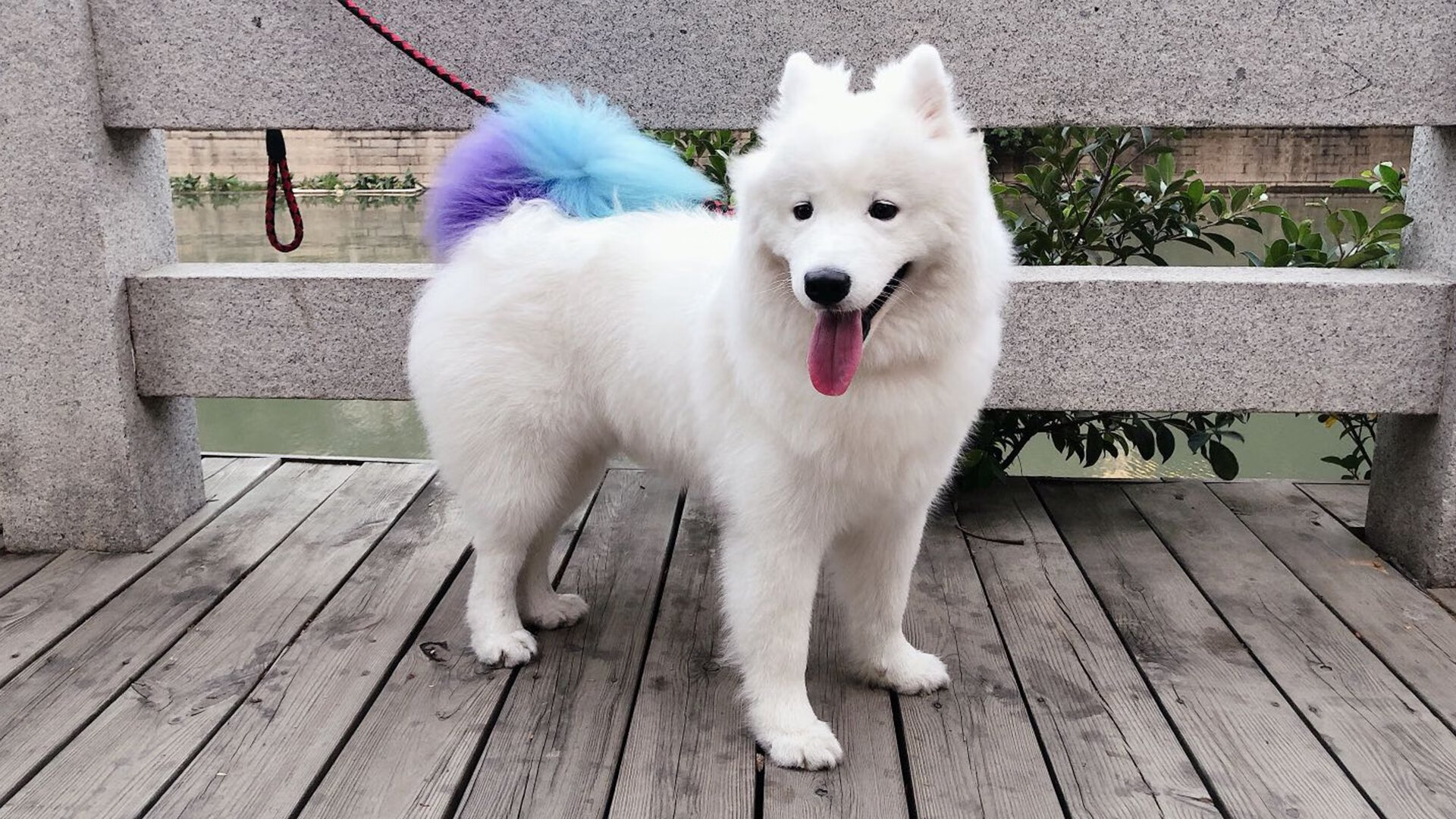 德国乒乓新星展现实力,挑战中国霸主地位,德国乒乓球新星