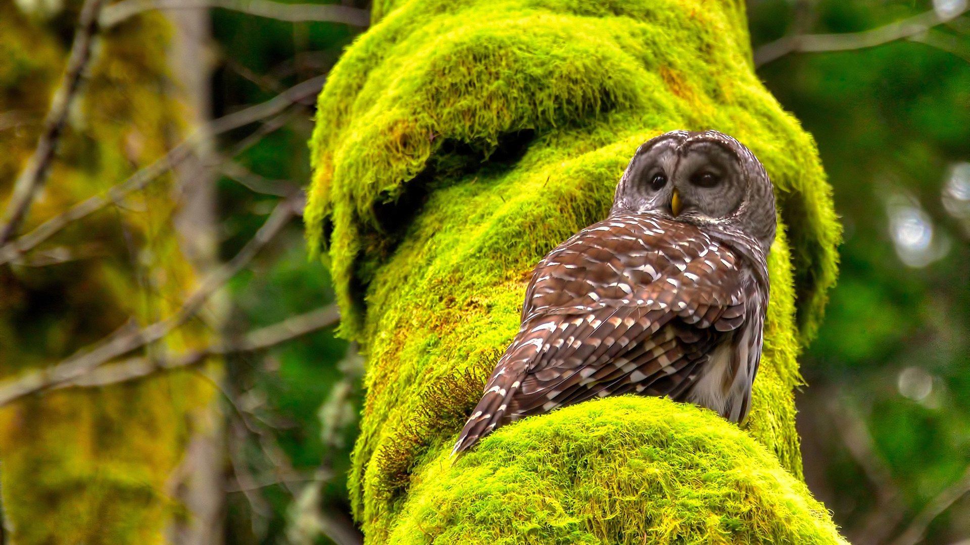 乐鱼体育app官方入口-赫塔菲紧凑站位构建防守壁垒，赫塔菲实力