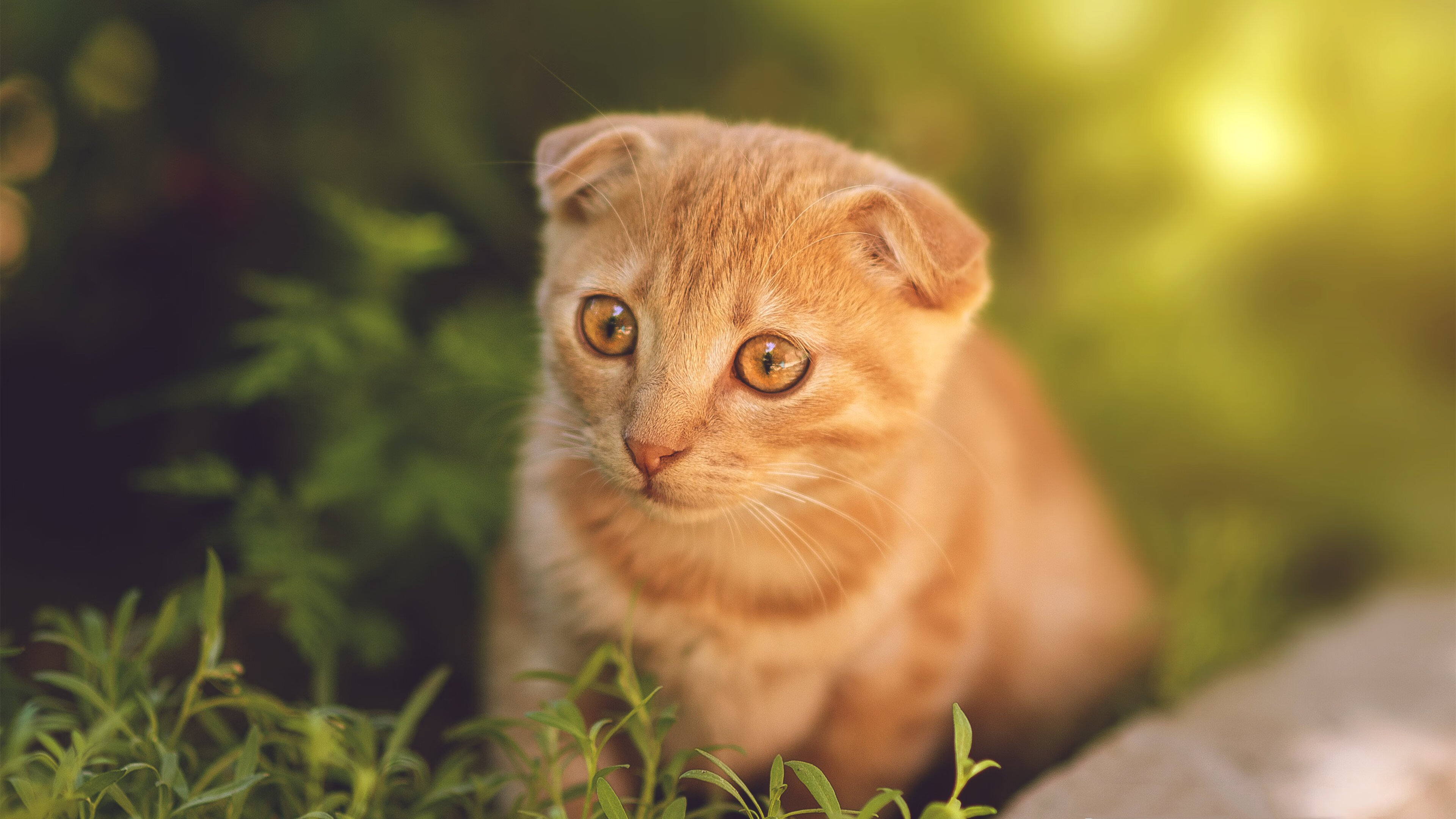 中国足球职业俱乐部制定队医等级认证机制,足球队医什么水平