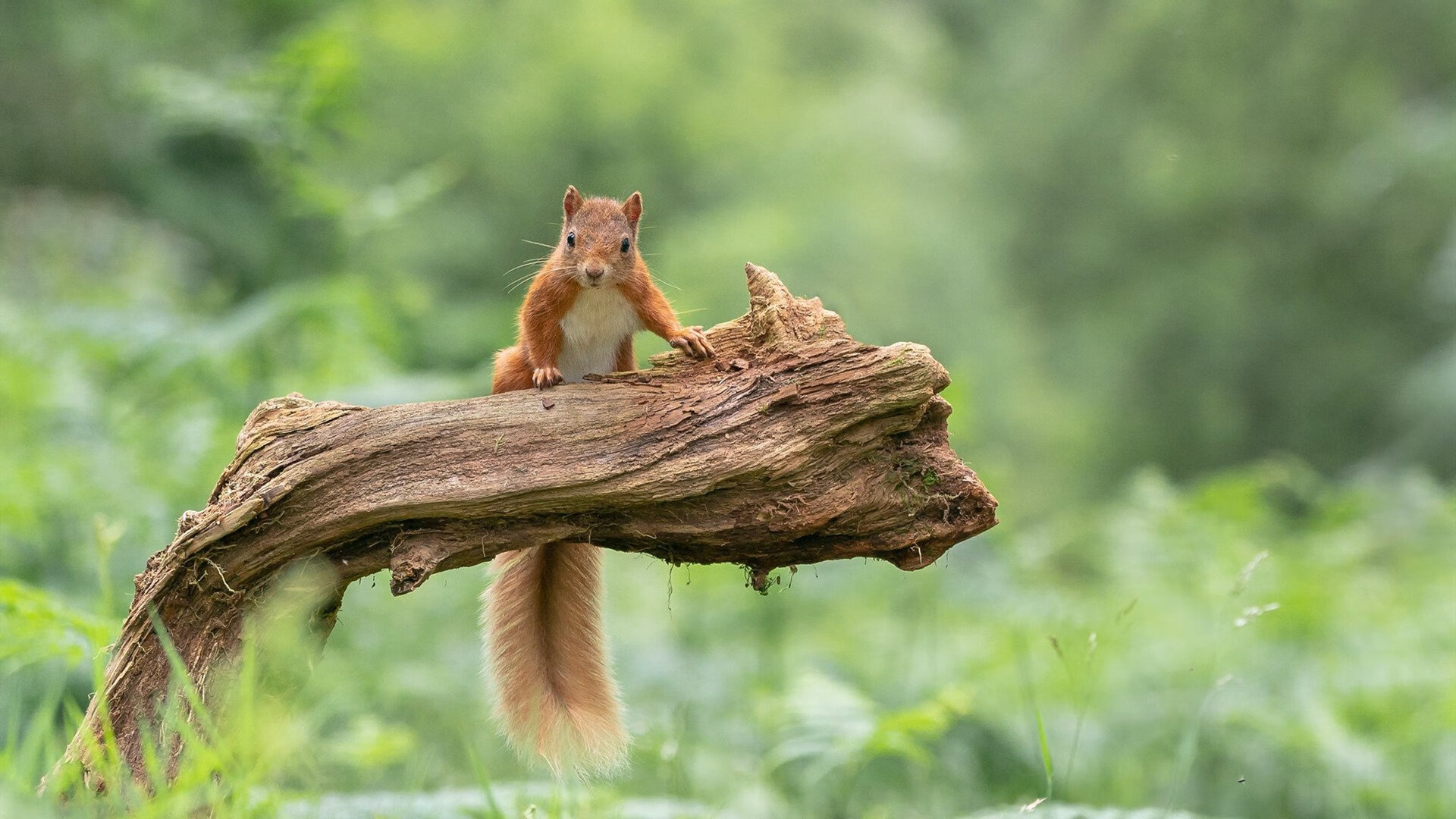 乐鱼官网优惠-中国足球国家队新教练团队组建完成，中国足球国家队新教练团队组建完成时间