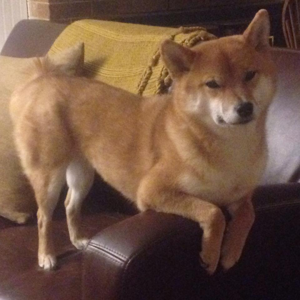 利物浦新援融入迅速，力图在欧冠走得更远