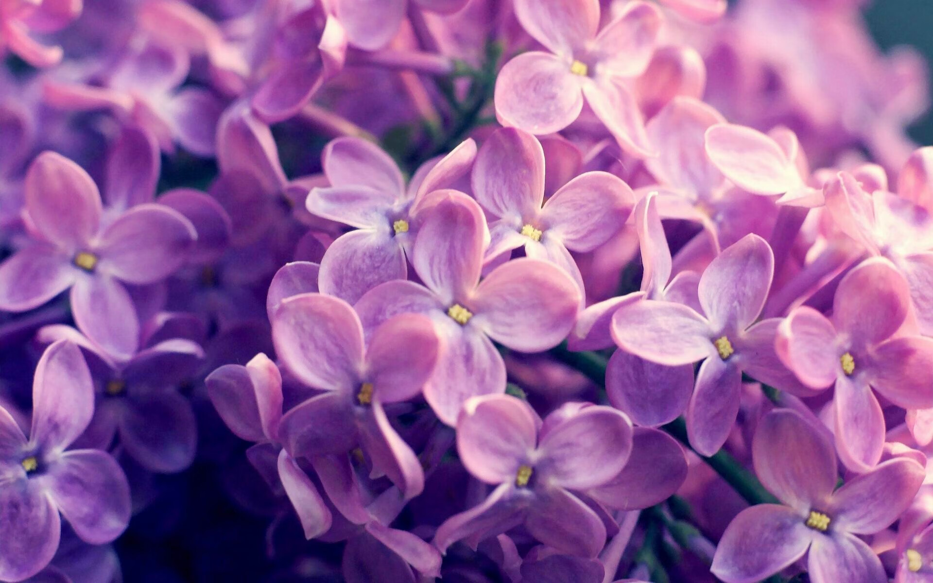 塔图姆突破内线连续得手凯尔特人占据上风，凯尔特人塔图姆打中锋可以吗